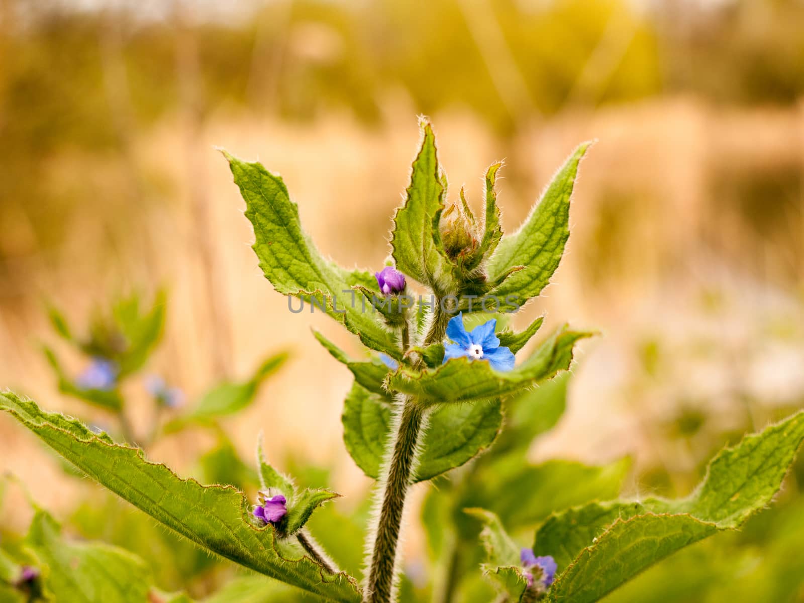 Beautiful and peaceful little blues flowers on the top of a plant budding and blossoming in the spring light and heat