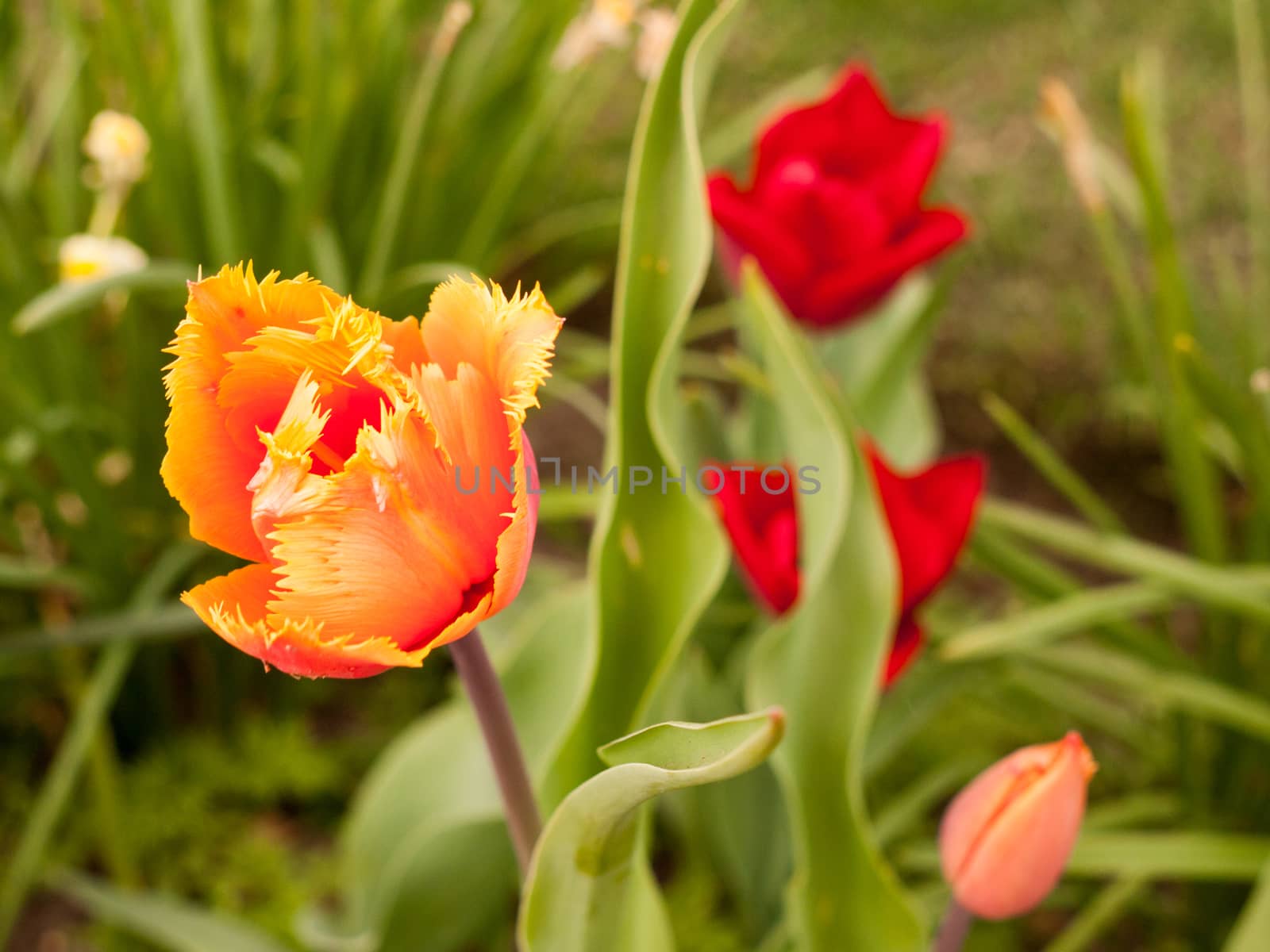 A frilly and rough cut looking orange flower head with closed petals and green leaves in the background, looking stunning