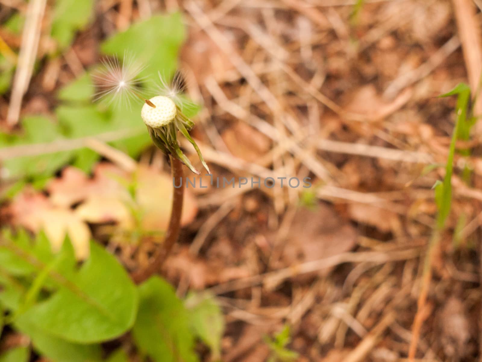 Dandelion. Dandelion fluff. Dandelion tranquil abstract closeup  by callumrc