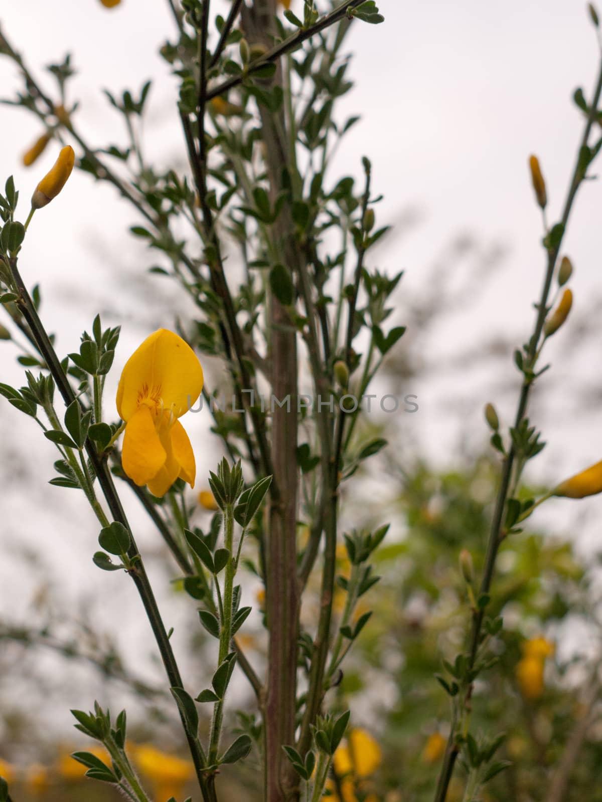 Yellow flowers of common gorse or Ulex europaeus known as whin