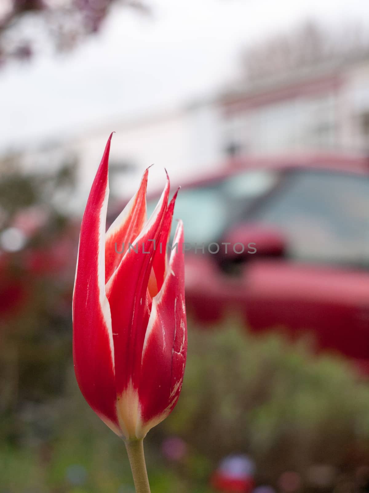 The tulips are red with a yellow border on a green background of grass on the lawn in spring Park. Beautiful spring flowers. A Sunny spring day. Selective focus.