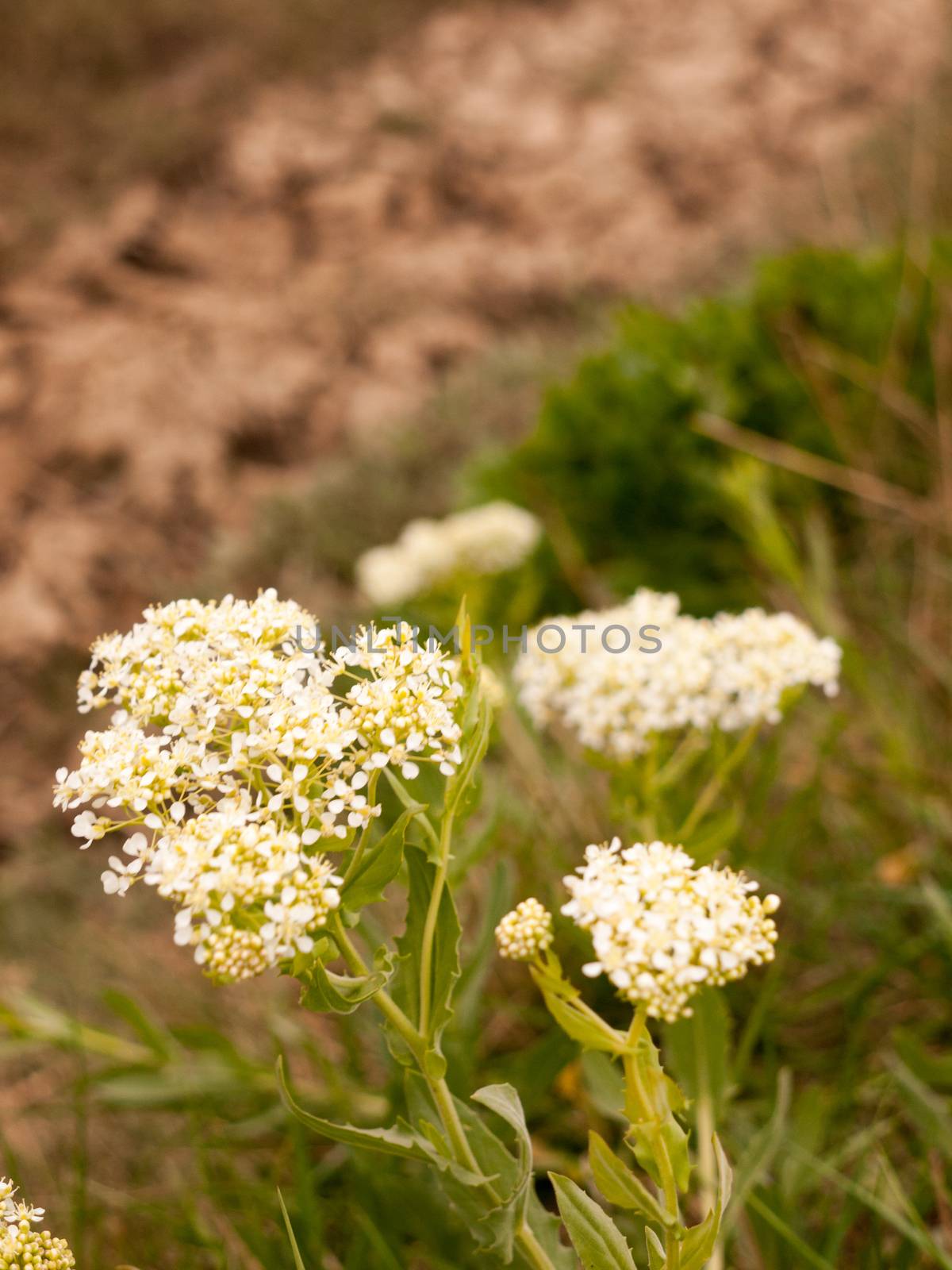 Cow parsnip Weed. Poisonous plant. Heracleum. Big hogweed