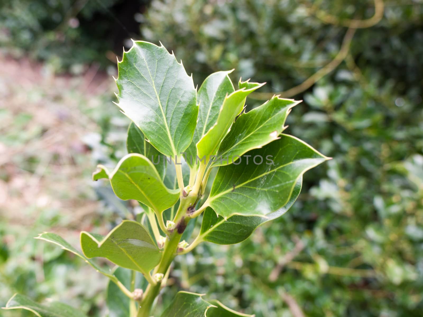 Gorgeous and Ripe Green Leaves Up Close by callumrc