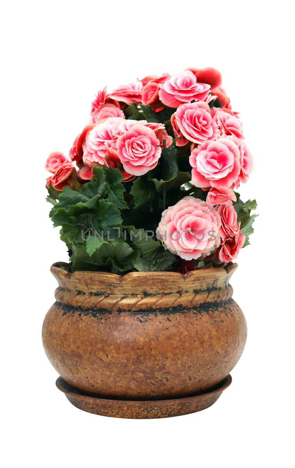Nice flower Begonia in vintage clay pot isolated on white background with clipping path