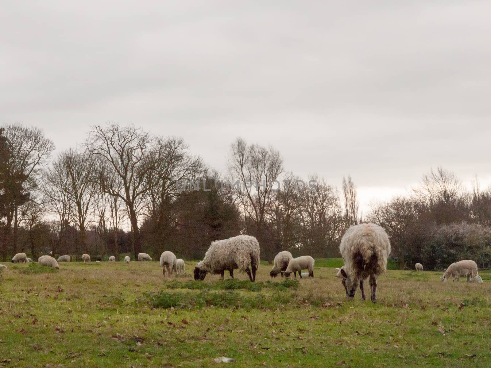 A Bunch of Sheep in the Field on a Farm by callumrc