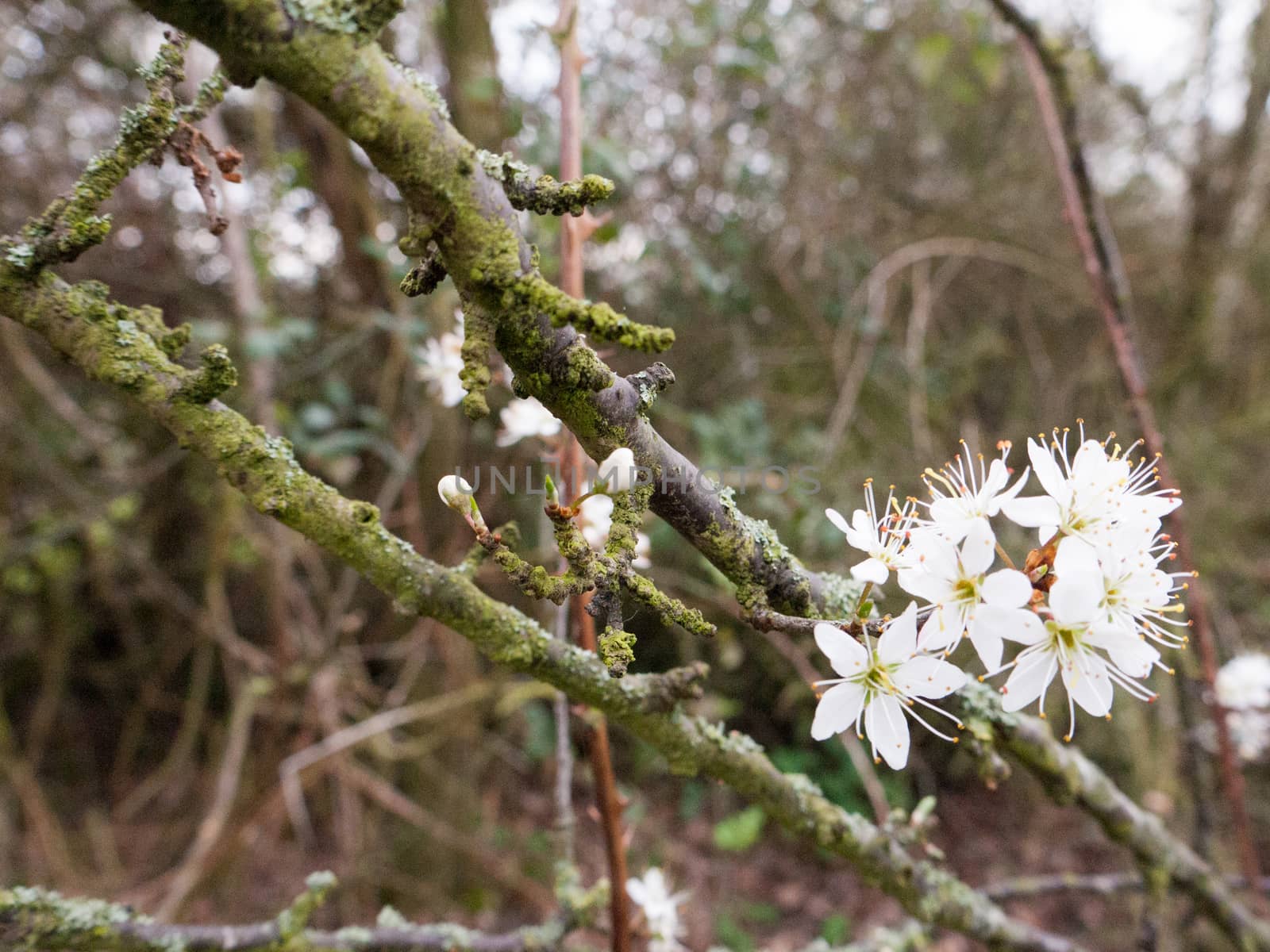 Twigs at an angle leading to some white flowers