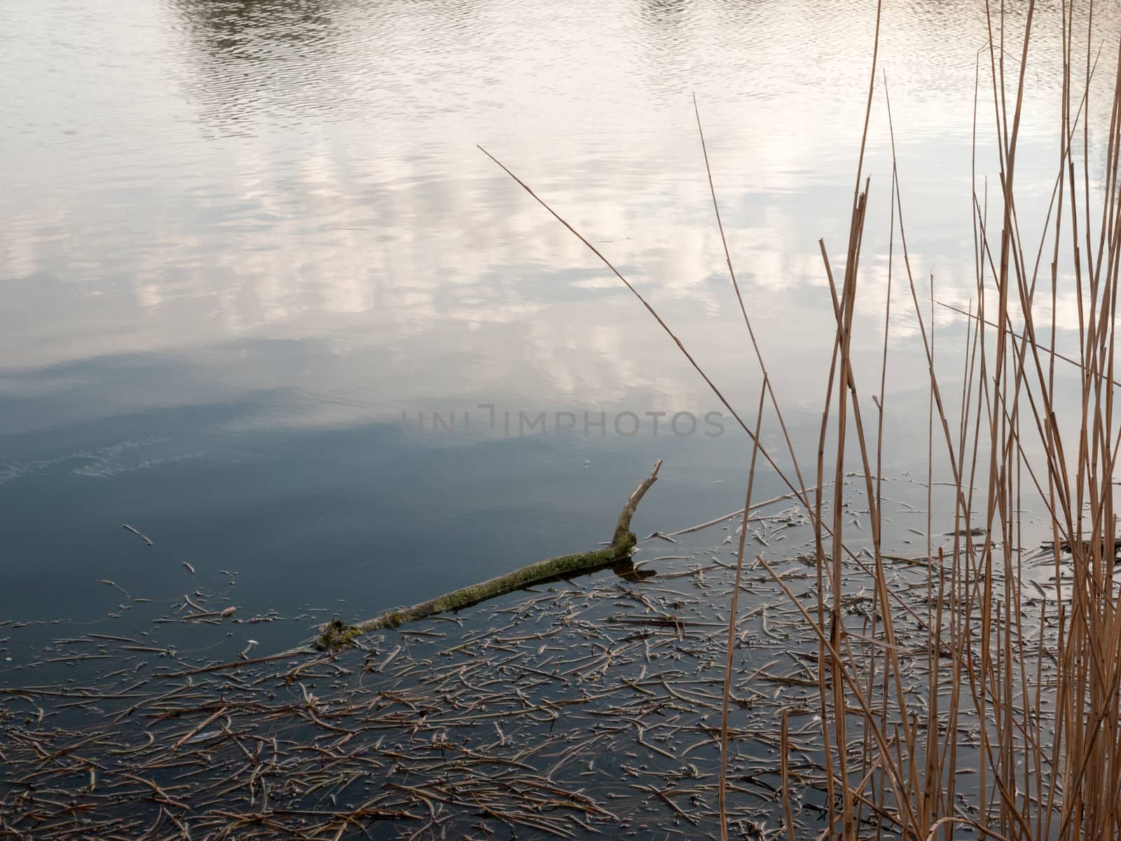 Branch Floating Aong Reeds in A Lush River by callumrc