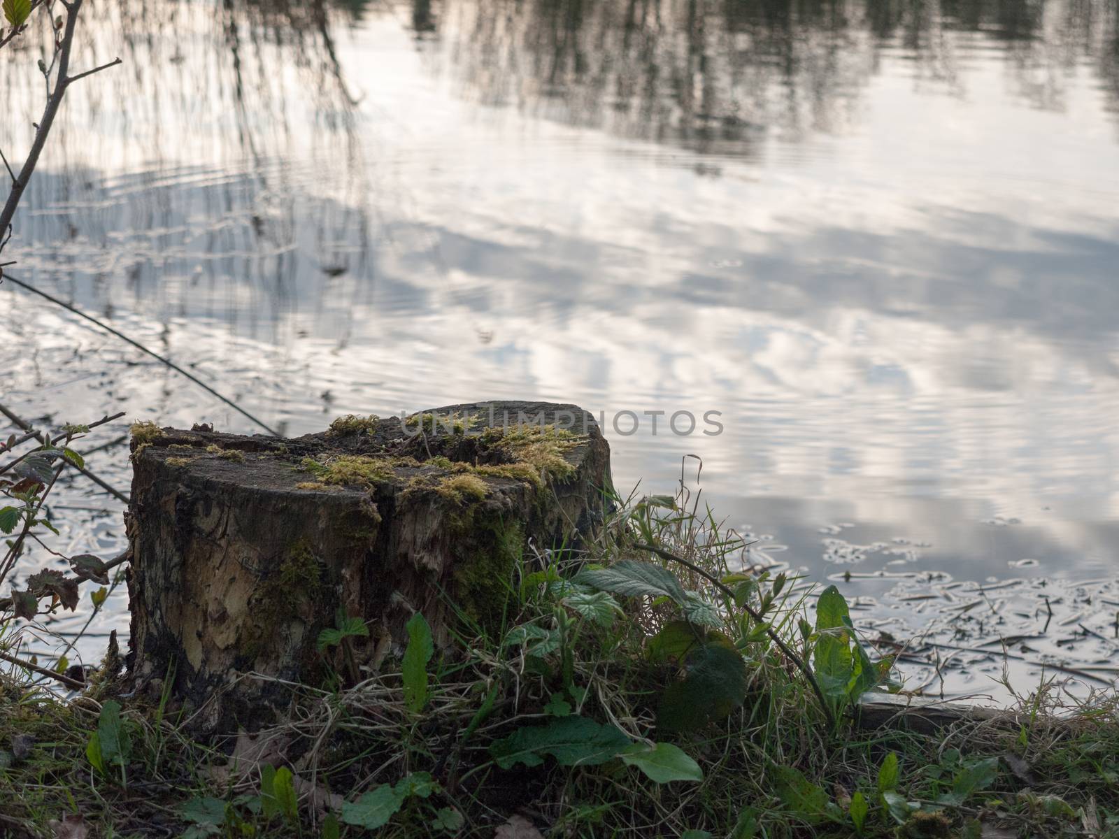 Lake tree stump up close