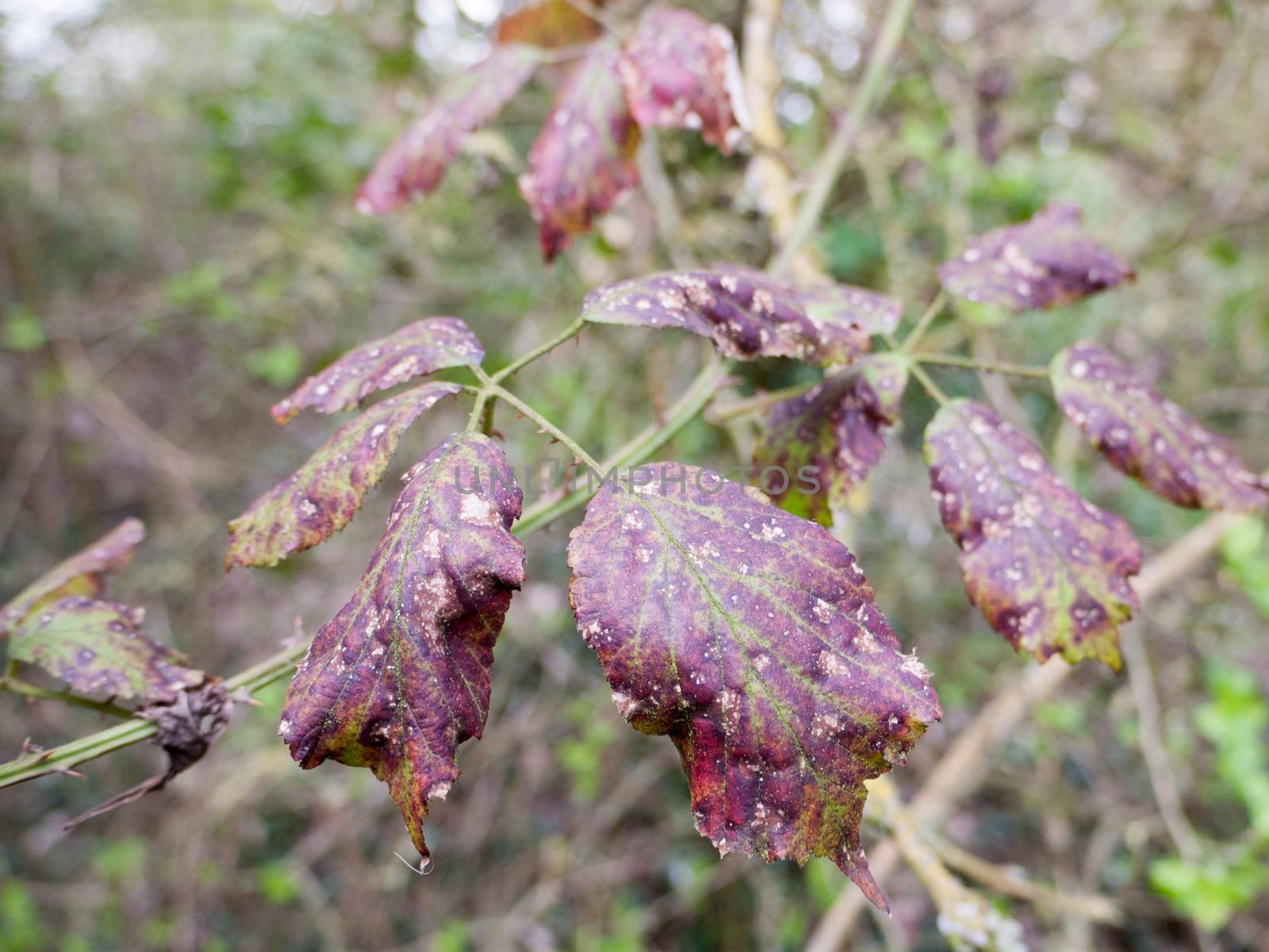 Purple Dead Leaves with Disease and Spots by callumrc