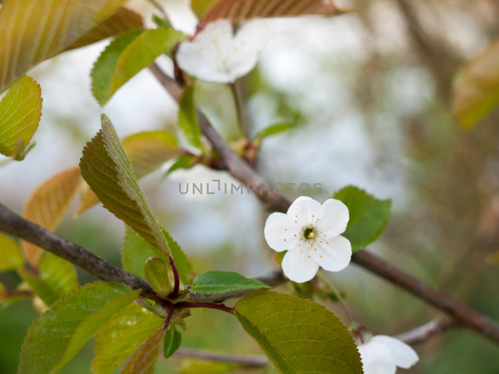 White Flower Head on Tree in Spring Blossom Cherry Apple Oak