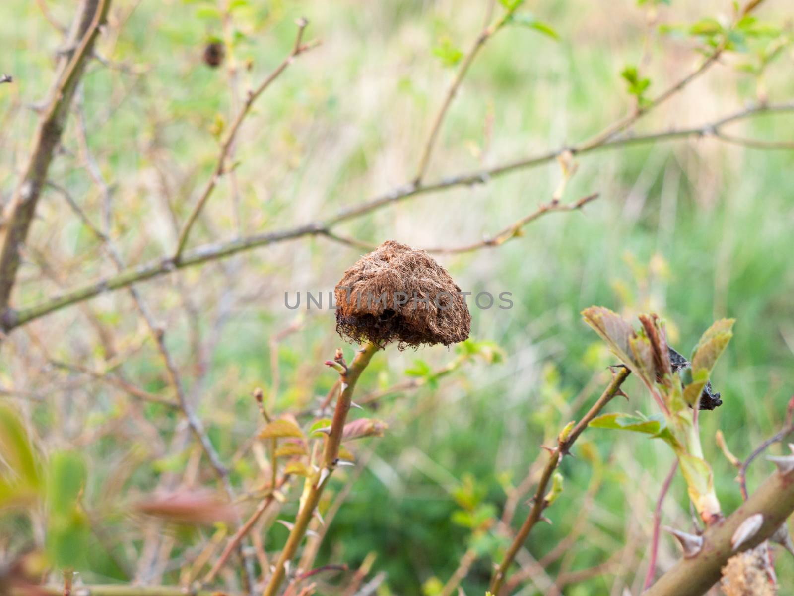 An odd dead plant structure looking like a mushroom