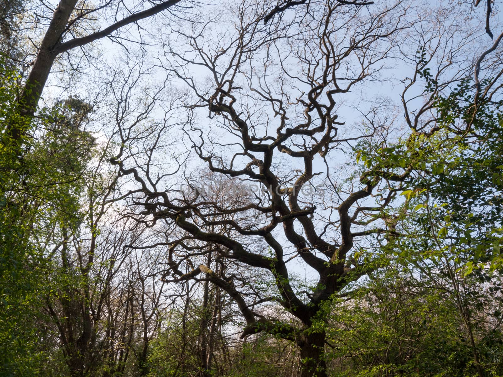 The branches of trees ahead in a clear sky