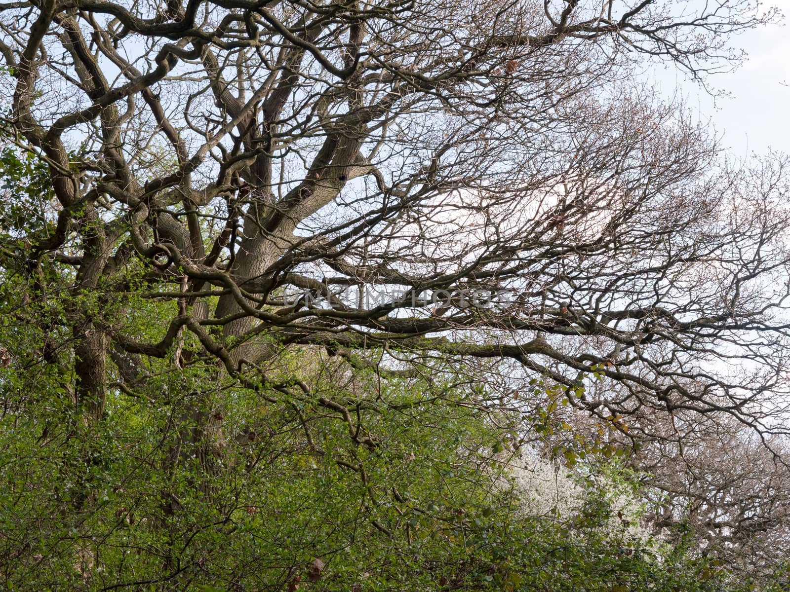 The branches of trees ahead in a clear sky