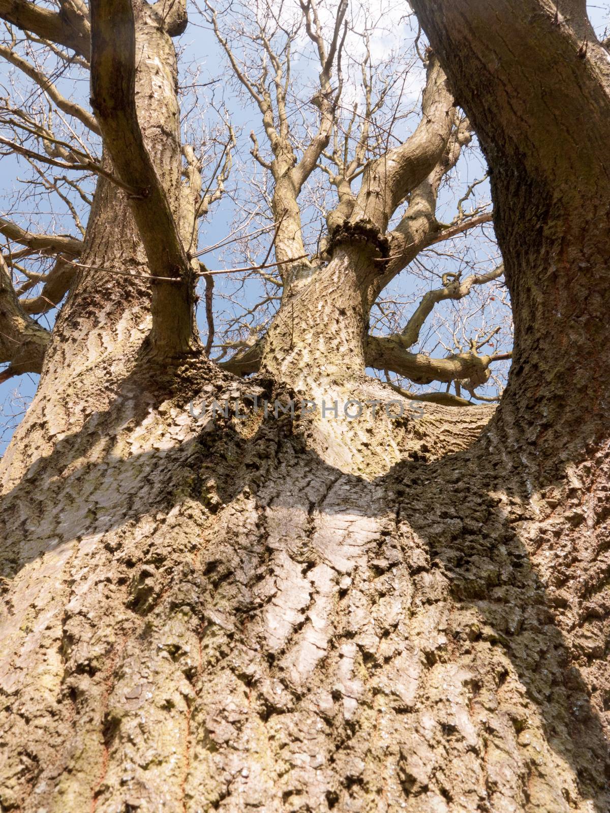 A tree as seen from the bottom of the trunk