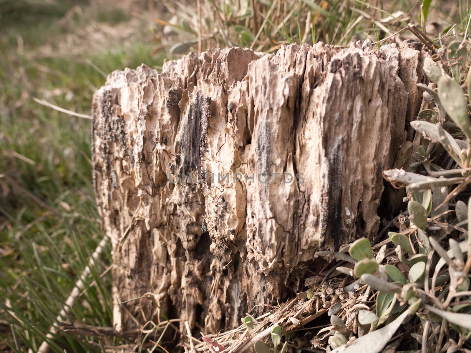 Macro shot of tree stump taken in sunlight