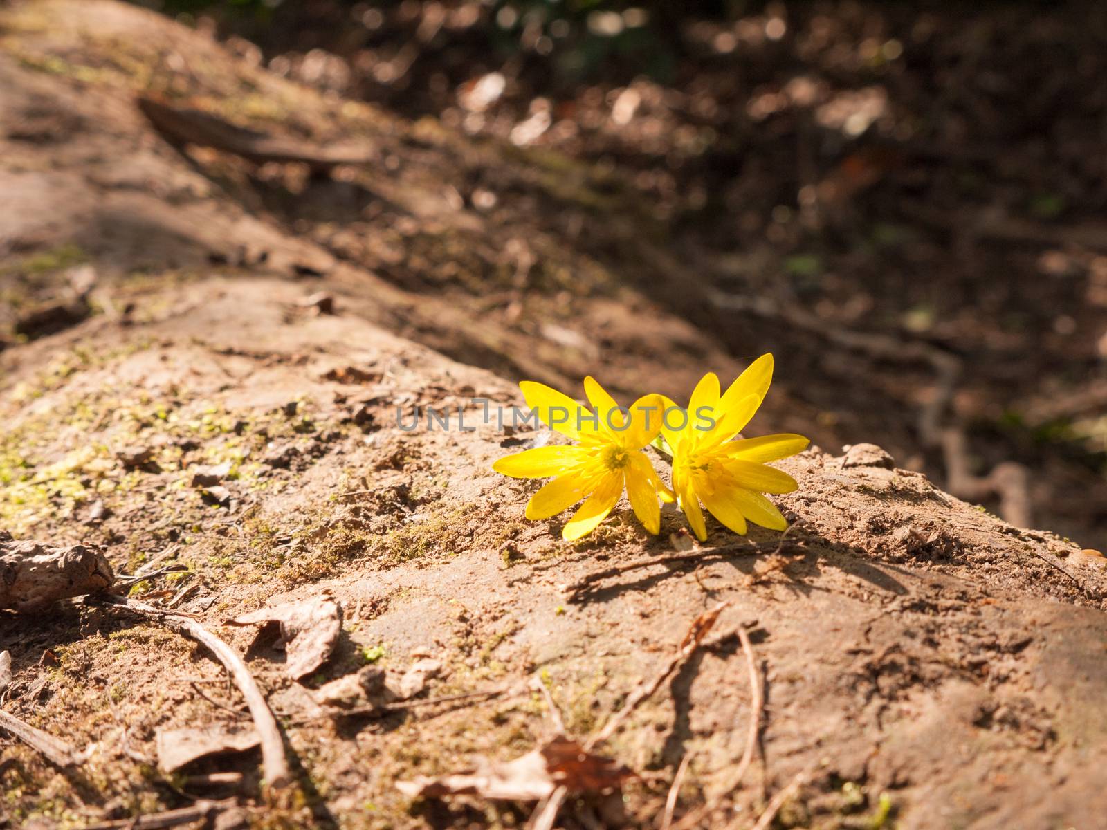 Two Yellow Headed Flowers on the Forest Floor by callumrc