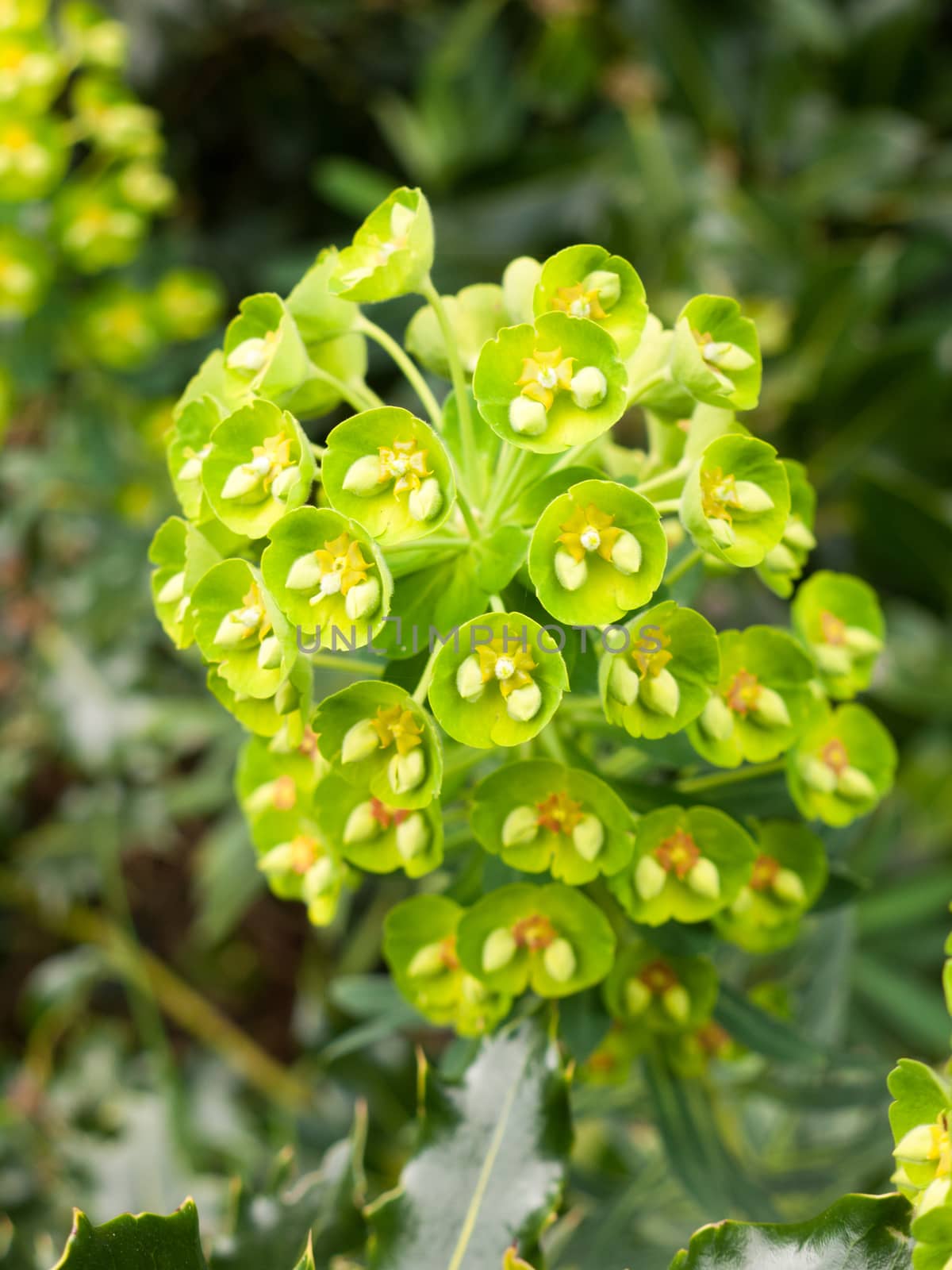 A green plant with buds half open
