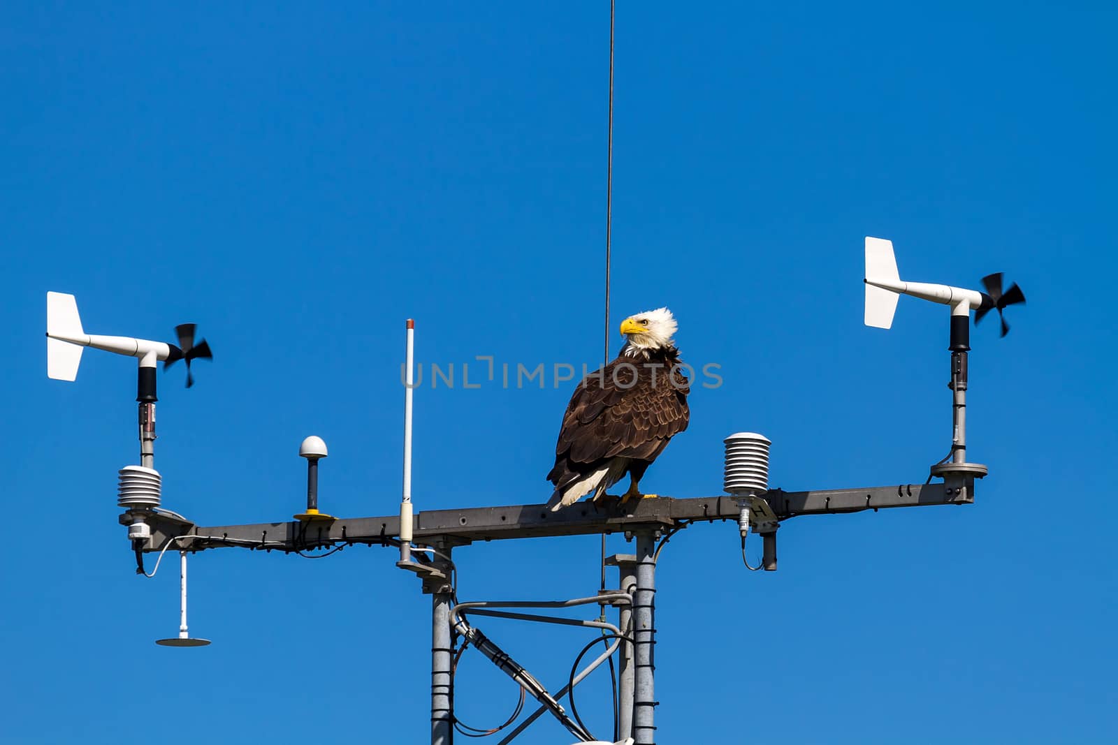 American Bald Eagle perched on communication tower at West Point Lighthouse Discovery park in Washington State