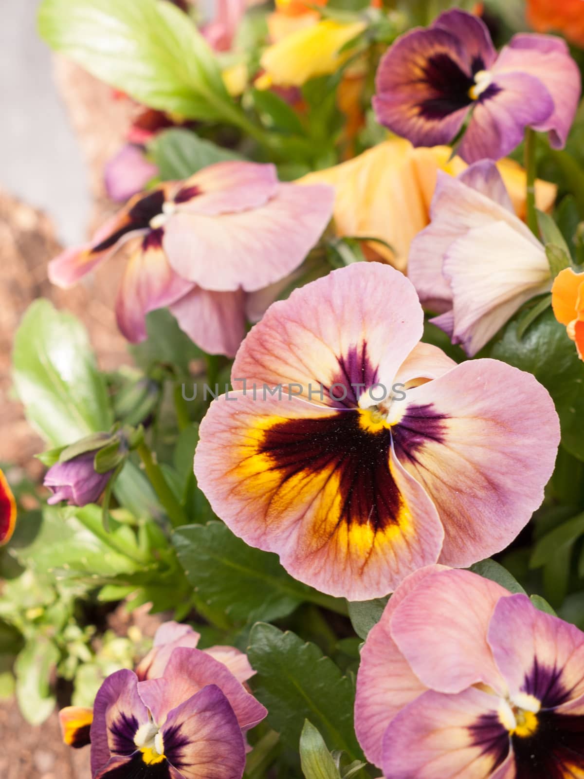Some Pansies in a Plant pot in the Spring by callumrc