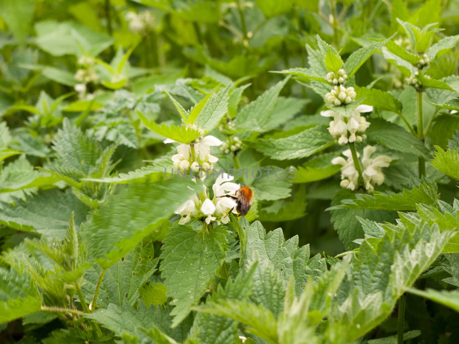 A bee upon the flowerhead of a nettle plant