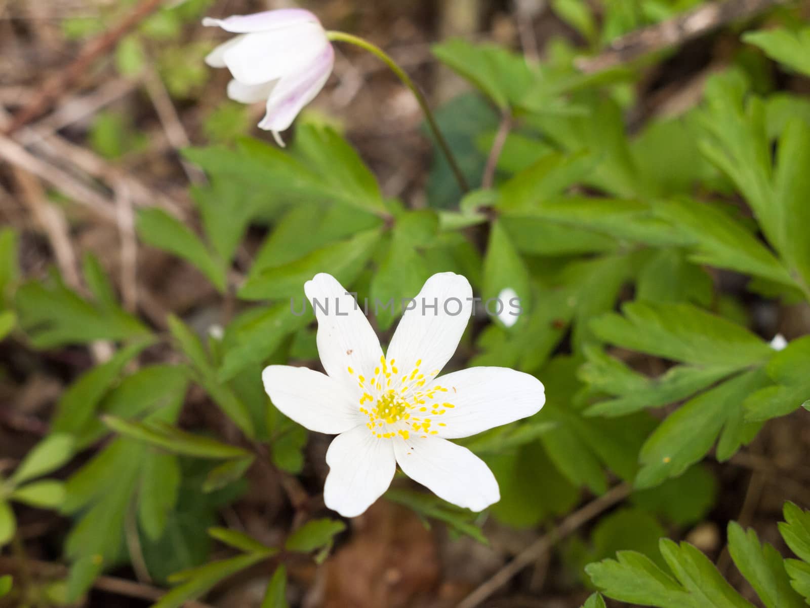 A lovely white flower head in spring