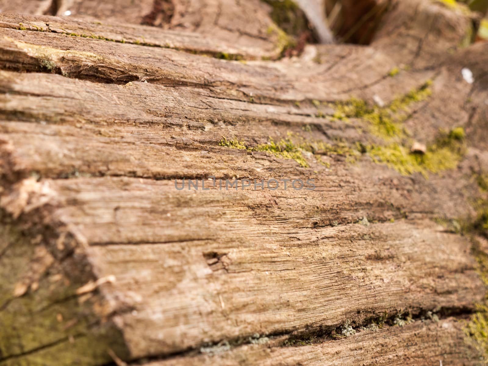 Close up shot of the side bark of a tree trump on the forest floor