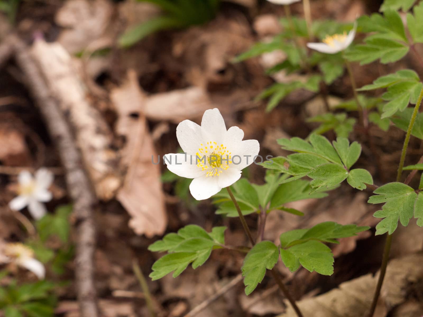 An Isolated White Flowerhead in the Spring Time Light by callumrc