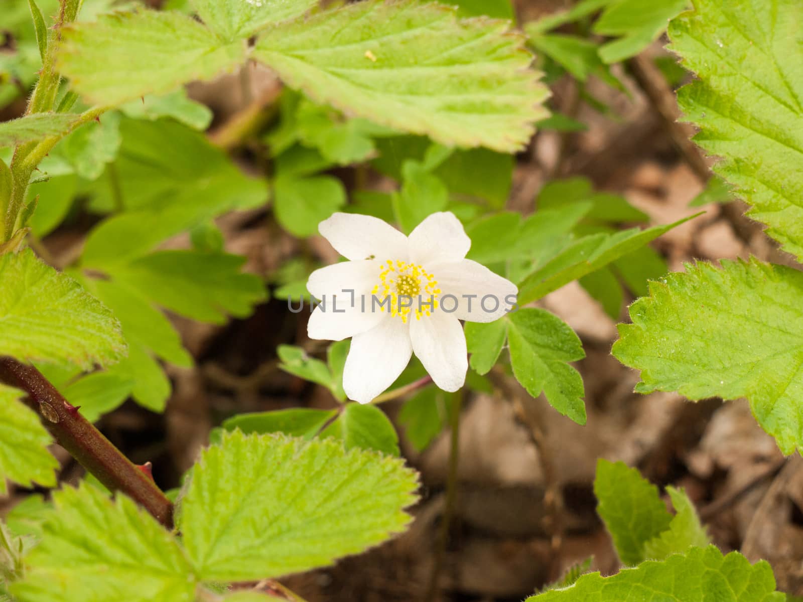 A beautiful white flower head isolated on the forest floor