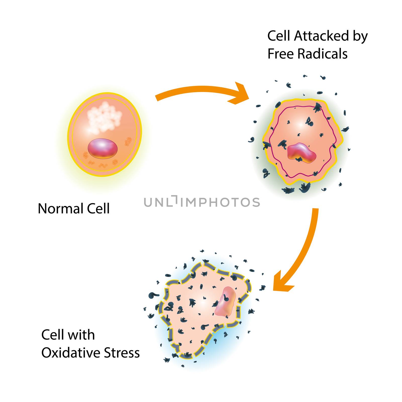 Oxidative stress of a healthy cell caused by an attack of free radicals