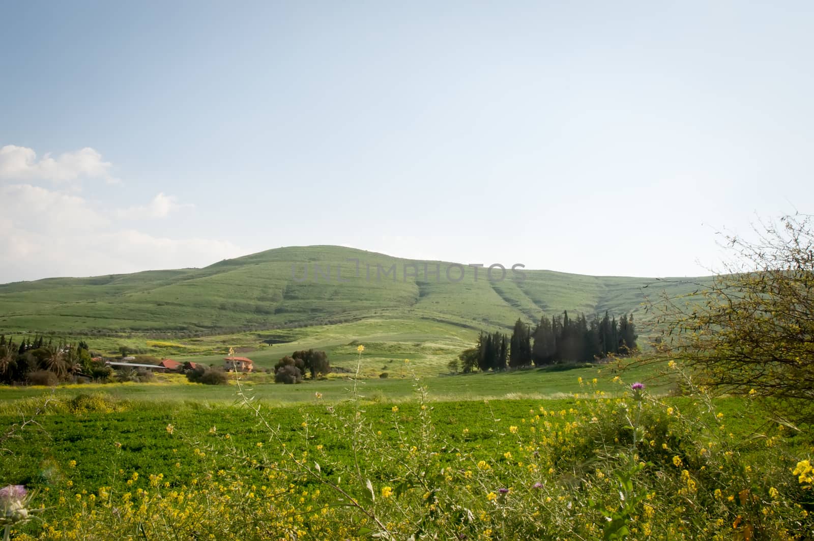 Spring in the north of Israel . Month April . by LarisaP