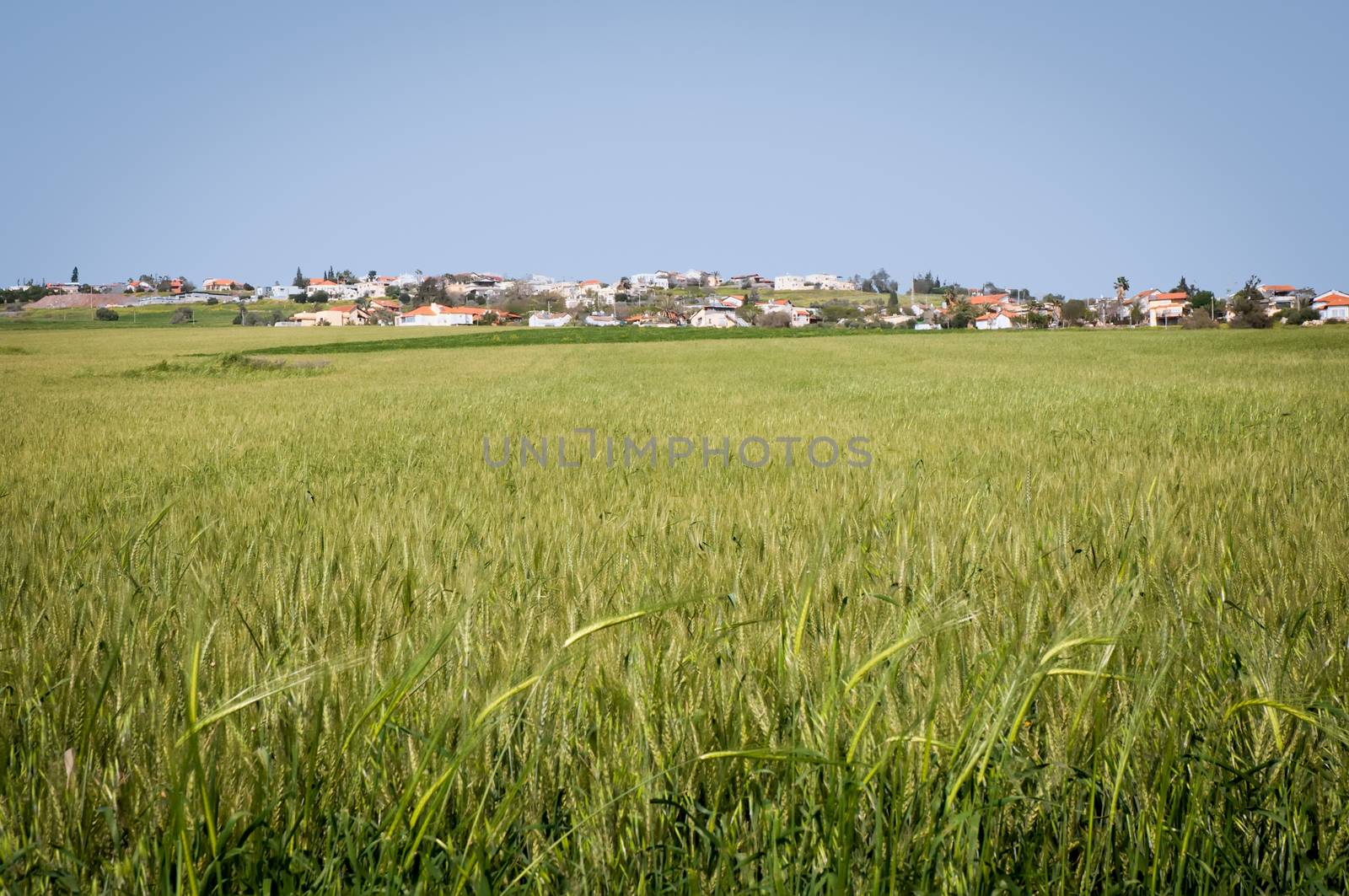 Spring in the north of Israel . Month April . by LarisaP