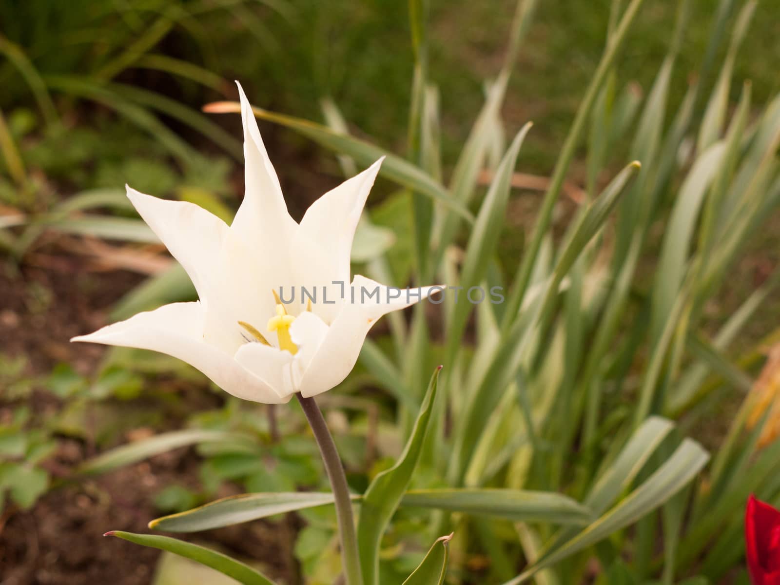 A white tulip head with spiky petals reaching out and its centre in focus