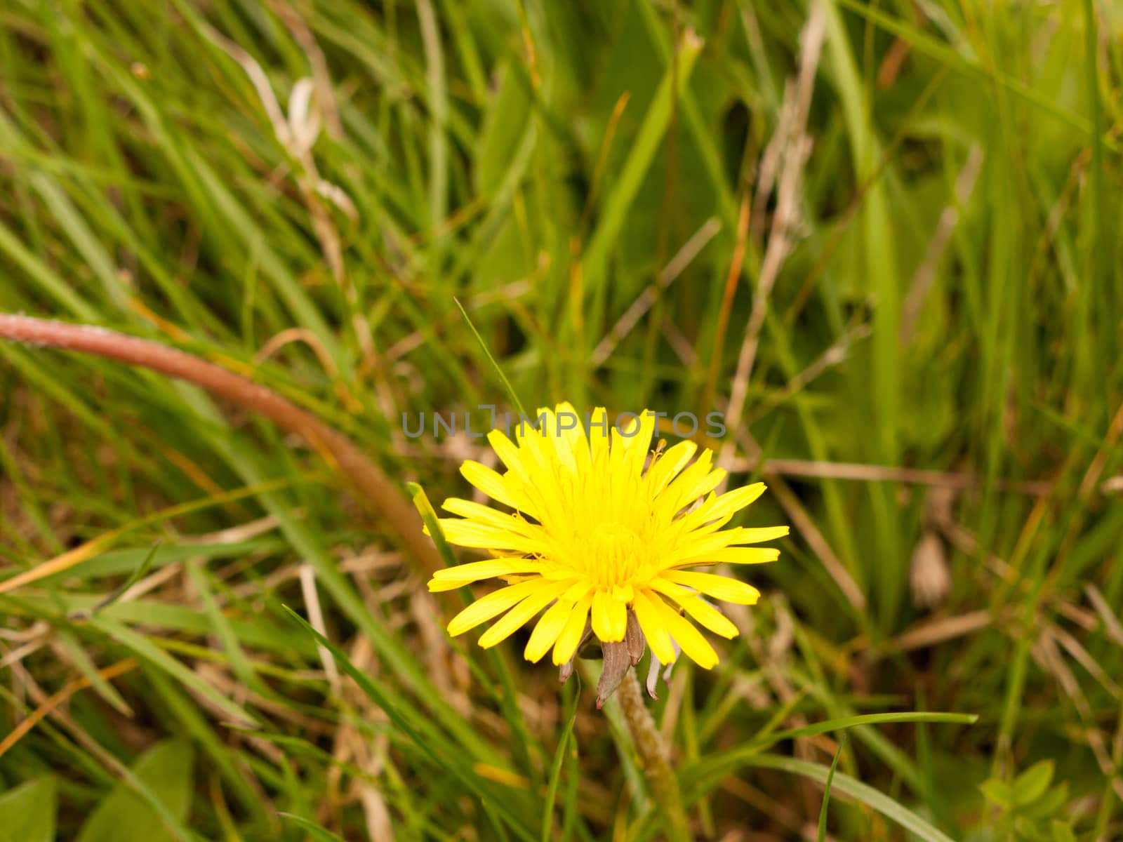 Golden Dandelion yellow on the grass floor ground in spring