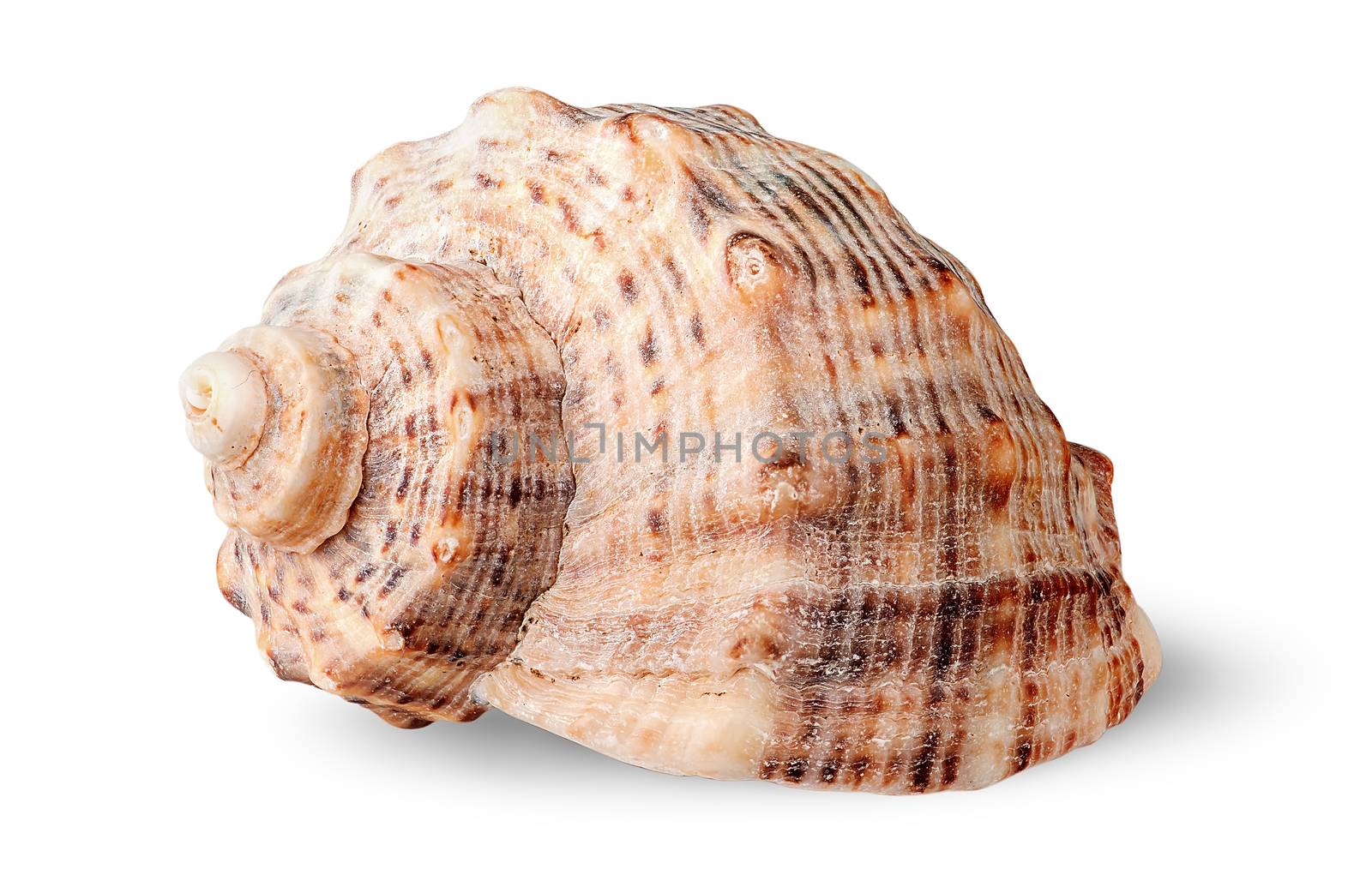 Seashell rapana side view rotated isolated on white background
