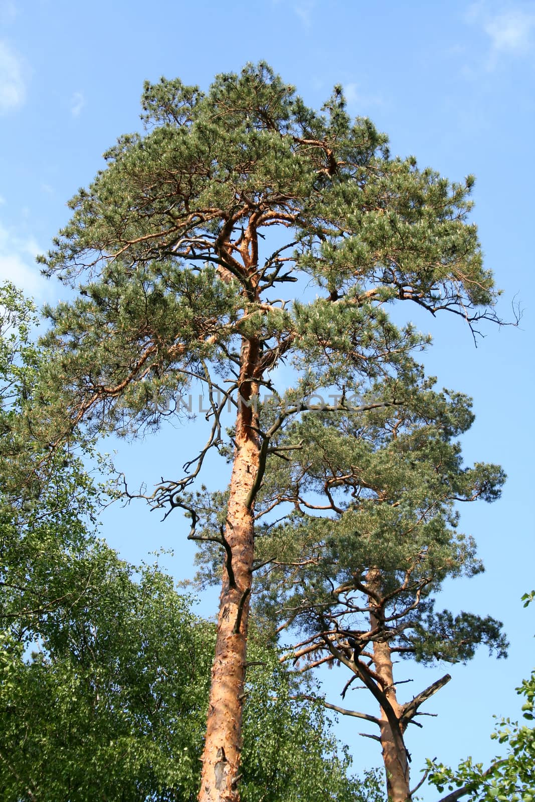 Pine by Vadimdem