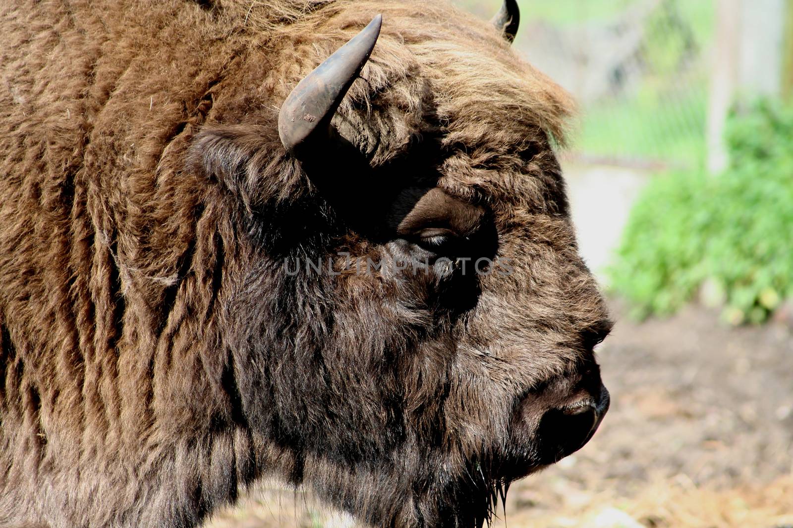 Bison in the reserve Belovezhskaya dense forest in Belarus