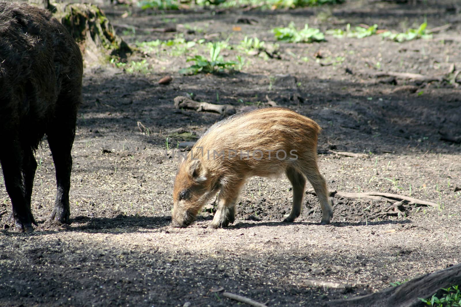 Pig of a wild boar in the reserve Bialowieza Forest in Belarus