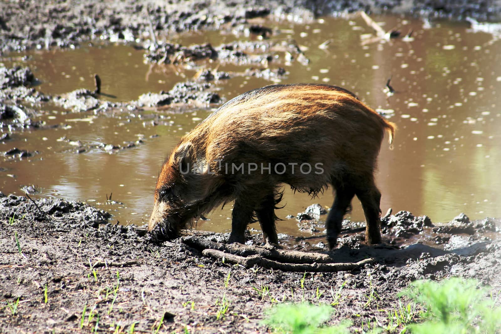 Pig of a wild boar by Vadimdem