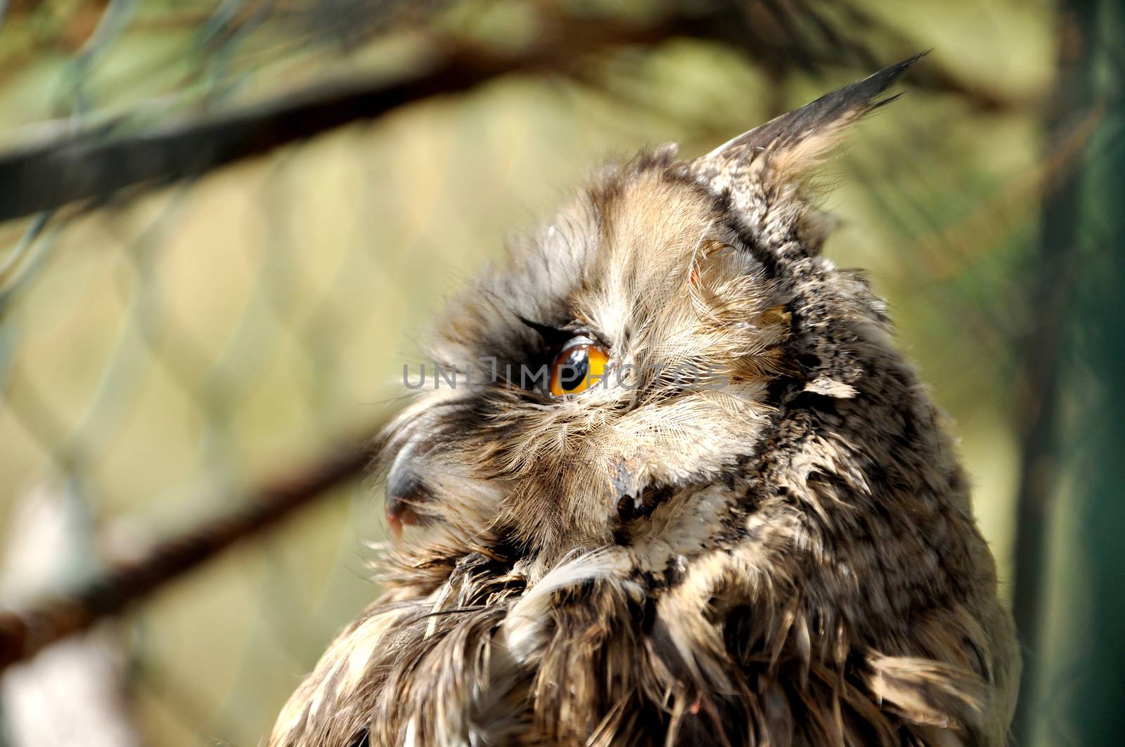 Small Owl in the reserve Belovezhskaya dense forest in Belarus