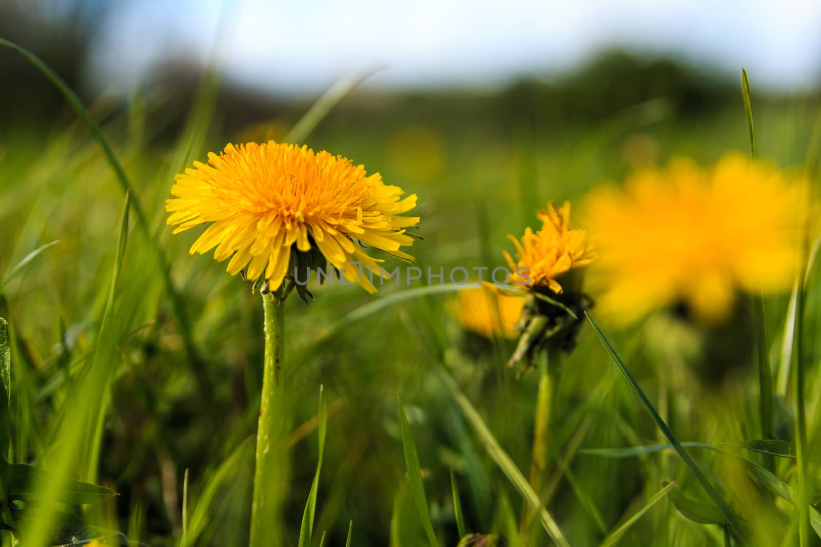 dandelion flower isolated against green grass