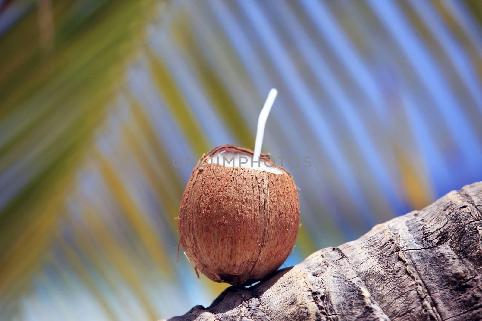 coconut with green leaf on sea background