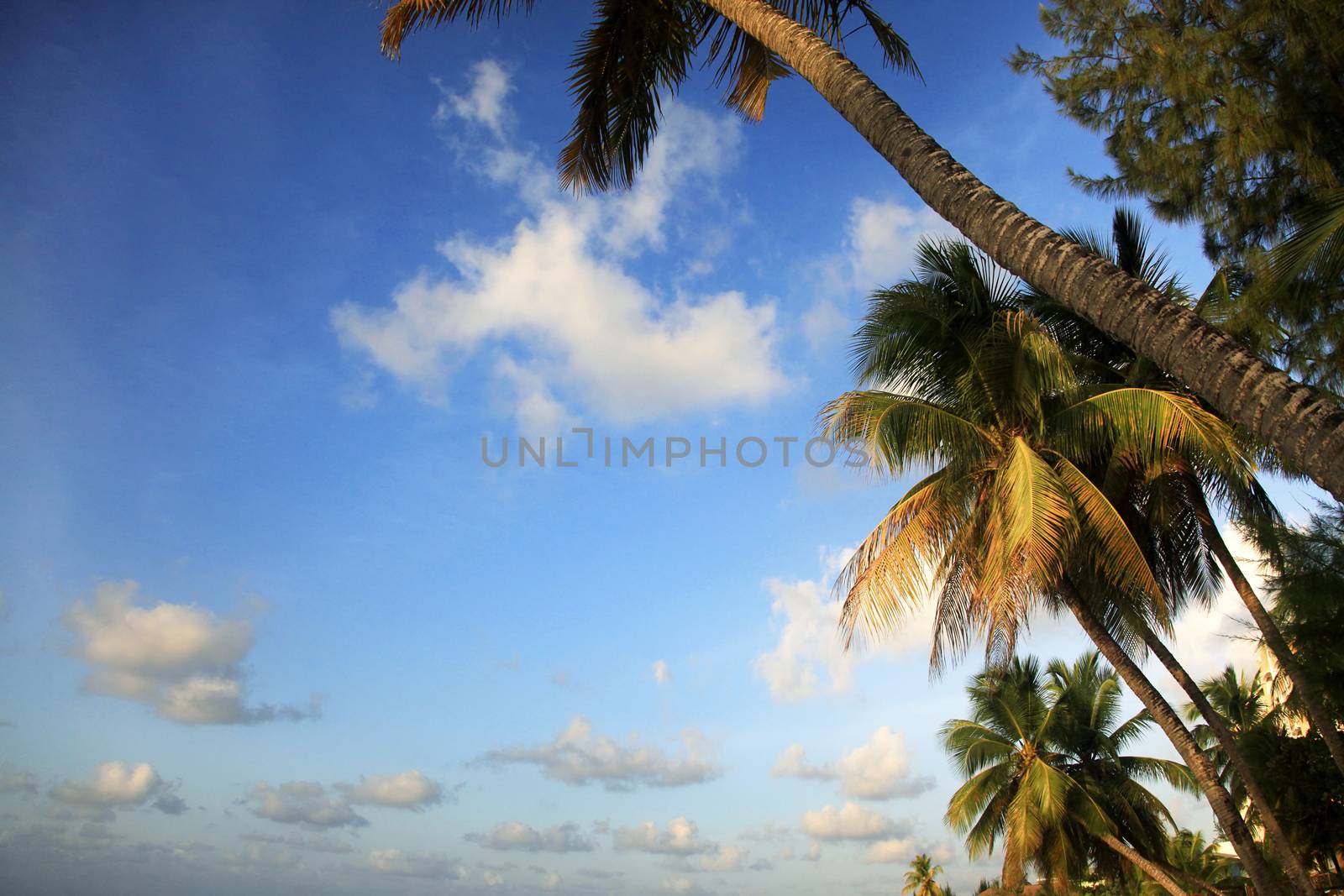 View of nice tropical beach with palm. Barbados