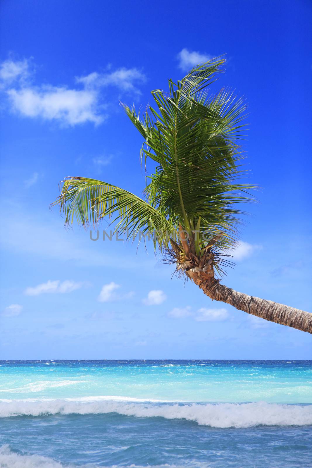 View of nice tropical beach with palm. Barbados