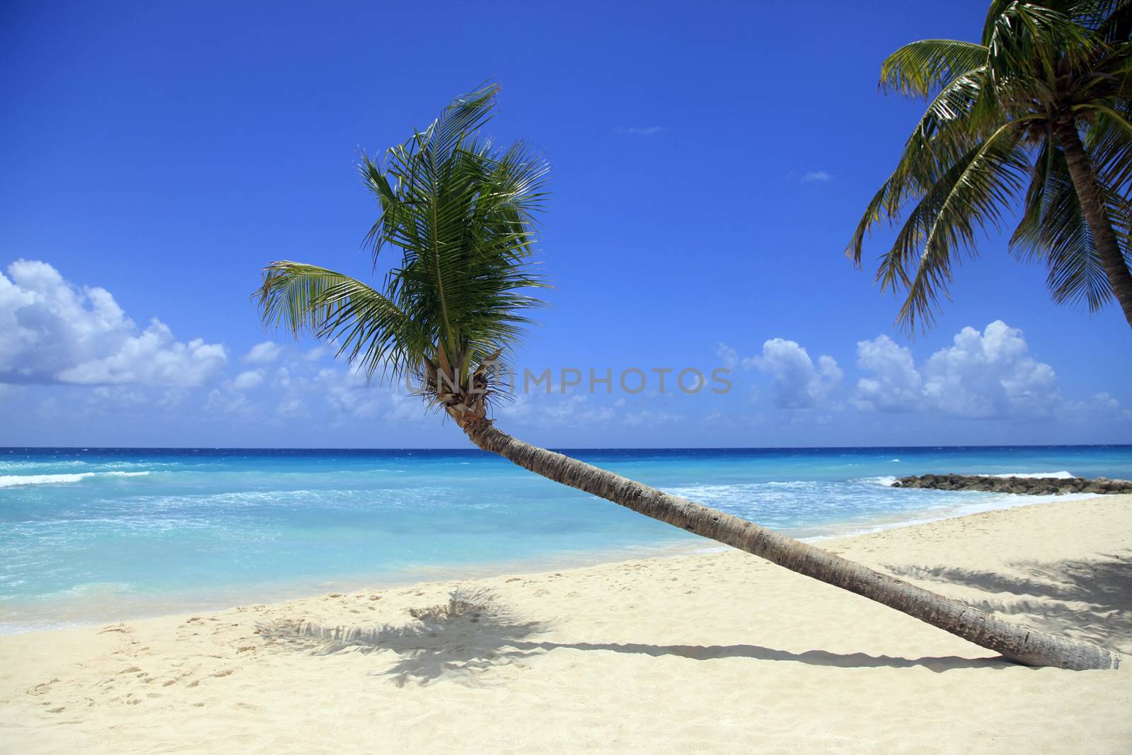View of nice tropical beach with palm. Barbados