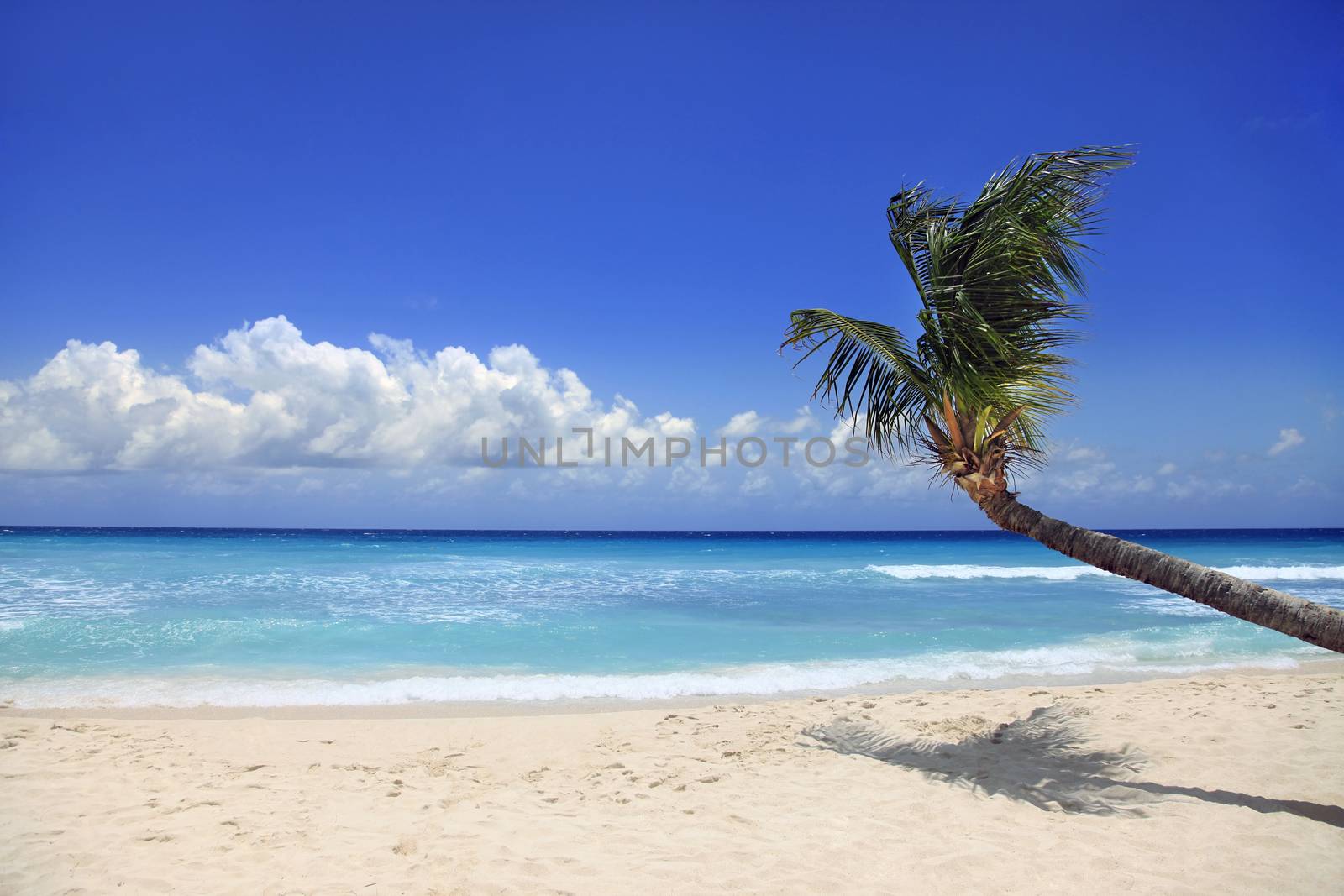 View of nice tropical beach with palm. Barbados