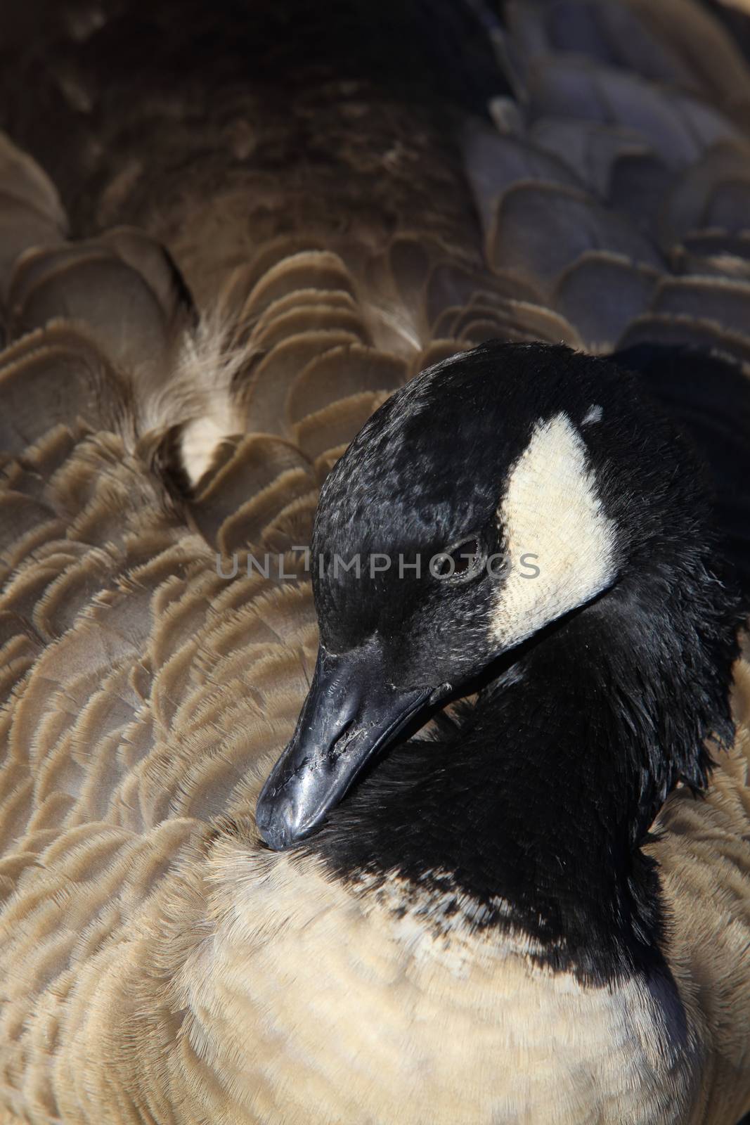 Beautiful swan close-up. Lake Tahoe, California