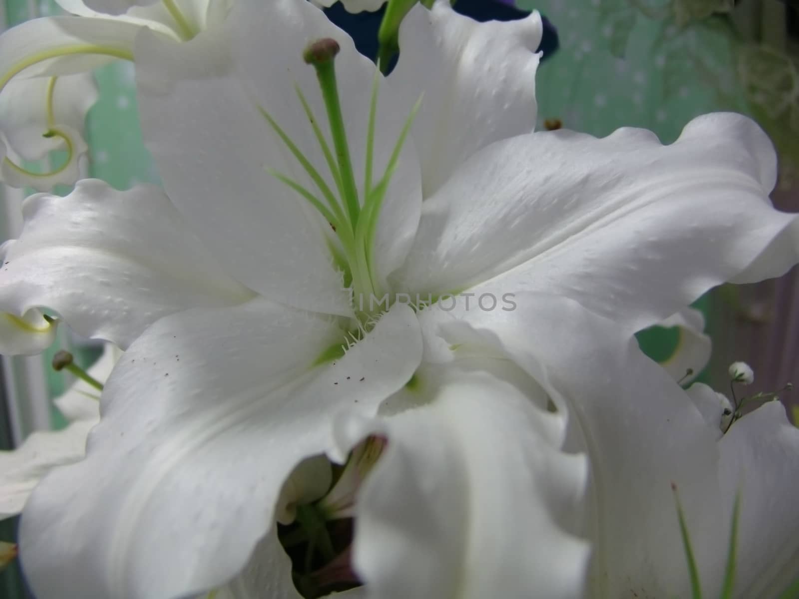 lilies by elena_vz
