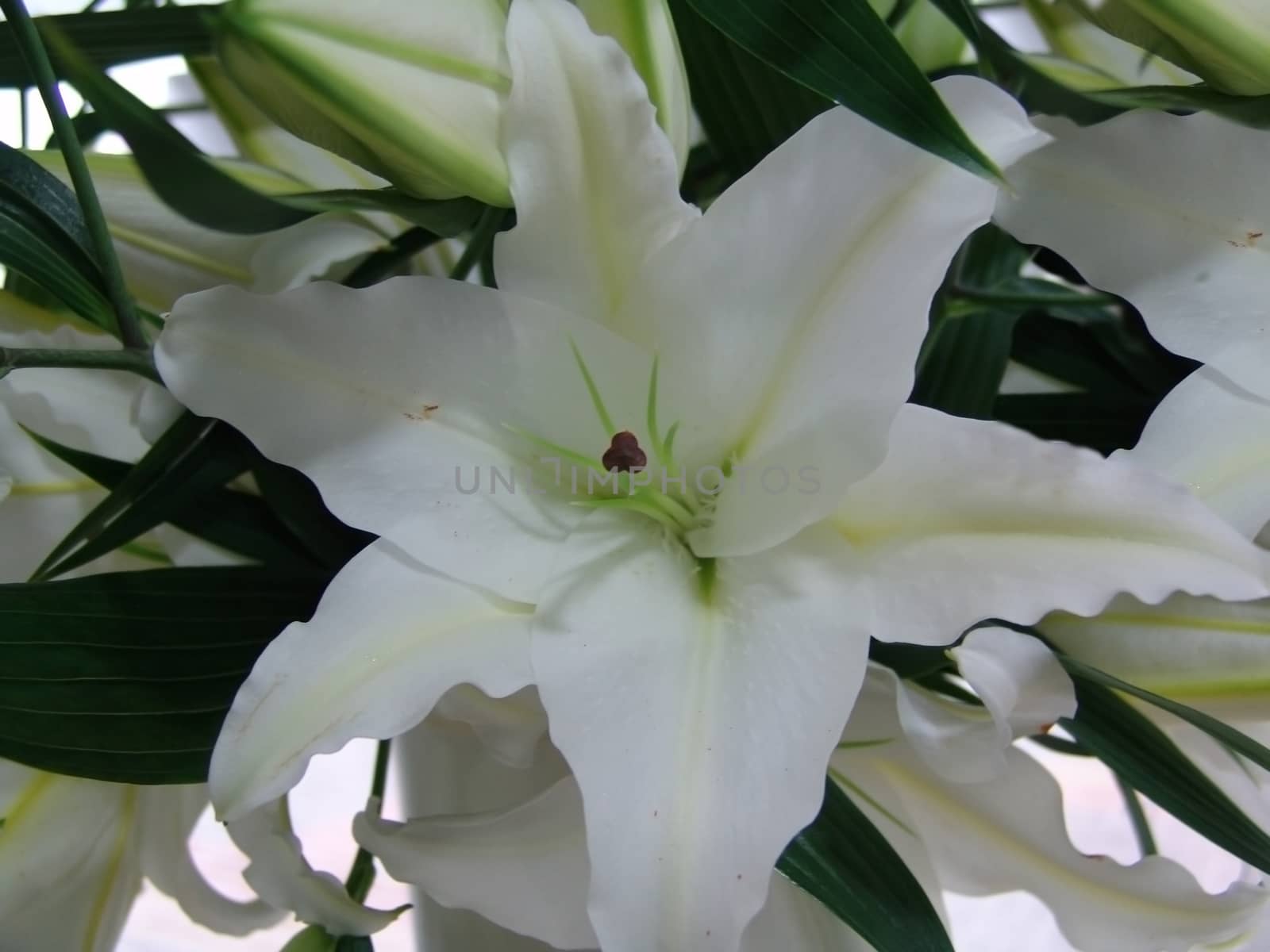 White lilies by elena_vz