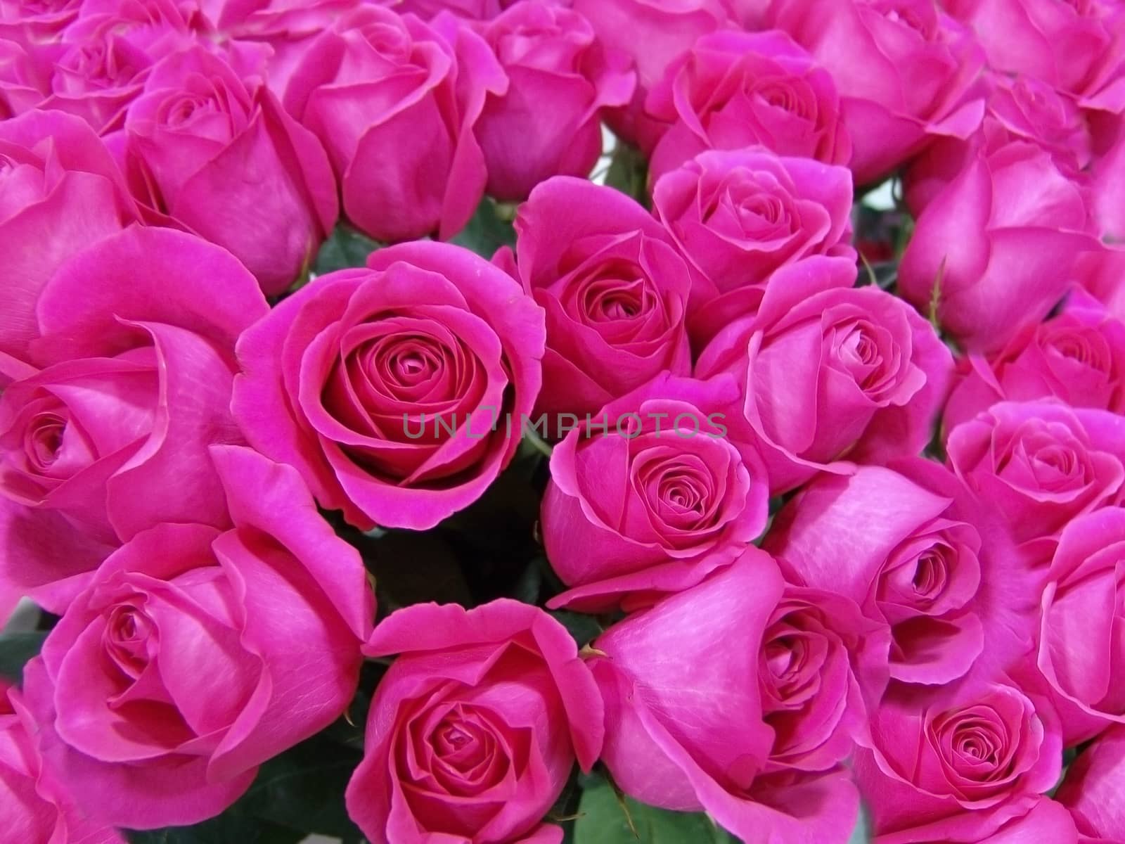 Natural  roses background