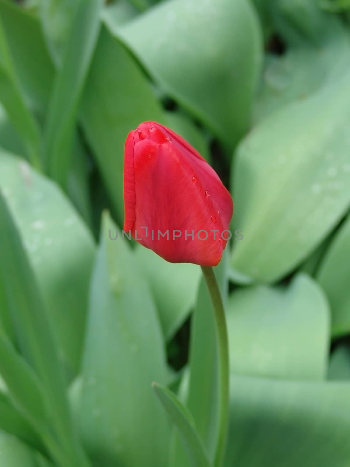 Tulips by elena_vz